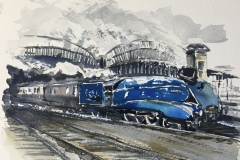 mallard